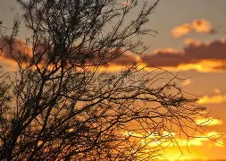 华人创业在硅谷：遭遇天花板 纷纷选择回国