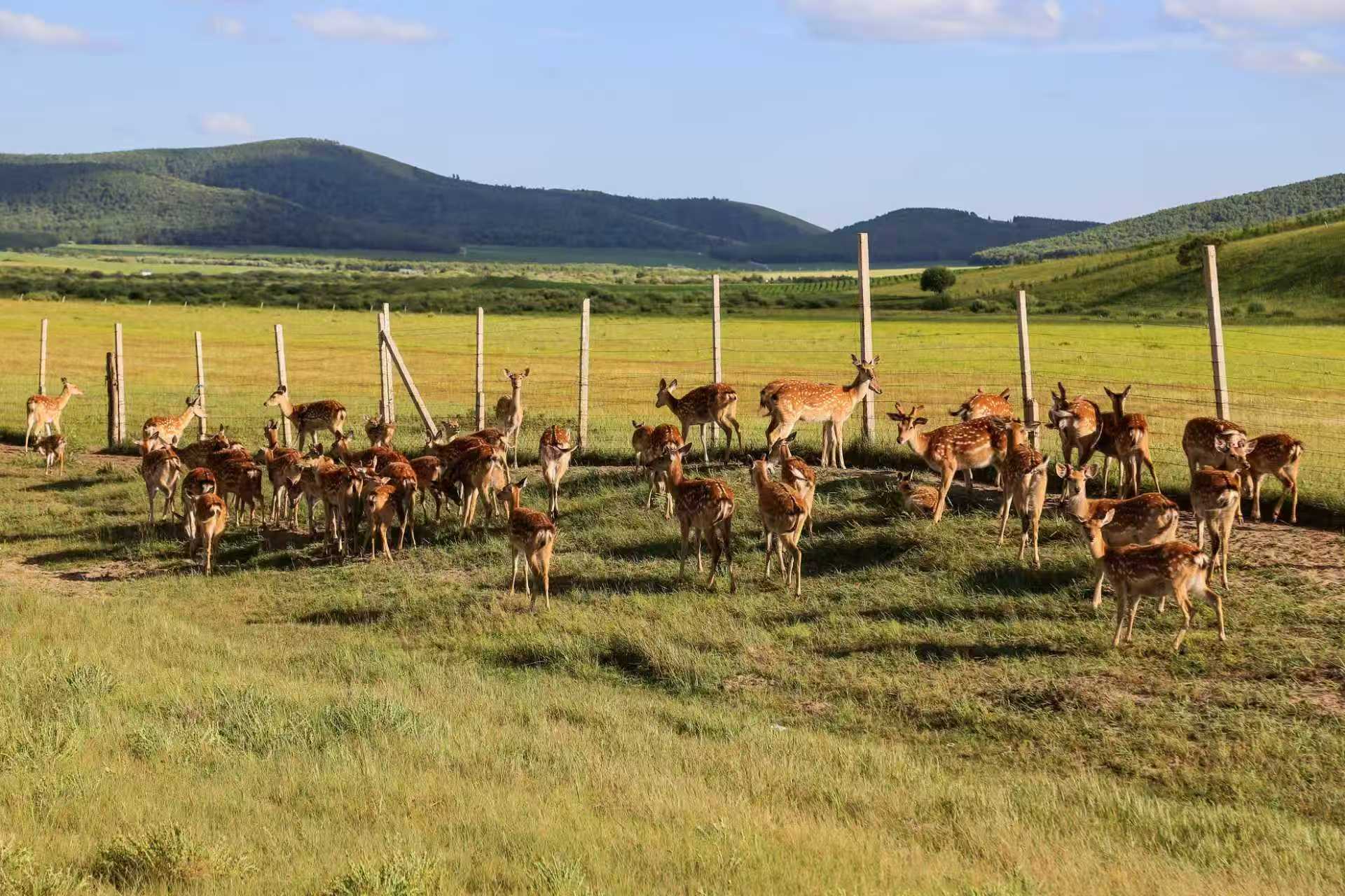 市集和电商并行，鹦鹉螺市集搭建手工艺者的孵化圈